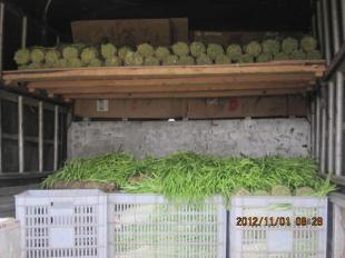 四川中江縣優(yōu)質(zhì)新鮮韭黃批量供應(yīng)，誠邀批發(fā)商合作